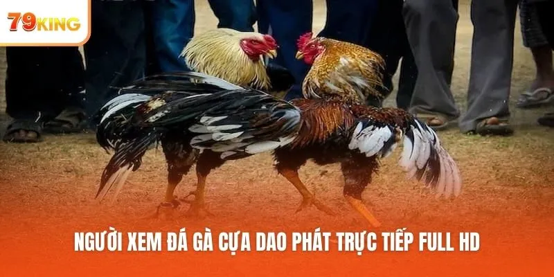 Người xem đá gà cựa dao phát trực tiếp full HD
